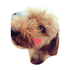 [LINEスタンプ] 橘家クリス