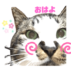 [LINEスタンプ] でぶまろ