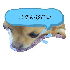 [LINEスタンプ] レイン(＾ω＾U)