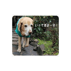 [LINEスタンプ] 日常コビちゃん