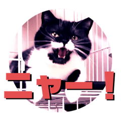 [LINEスタンプ] スコ猫 影千代さん