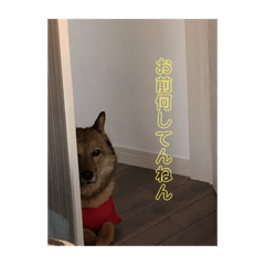 [LINEスタンプ] 犬と亀とハリネズミ