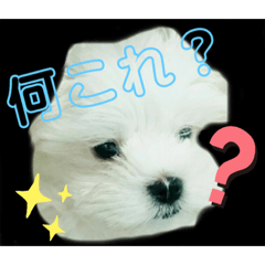 [LINEスタンプ] 愛犬の「珀」