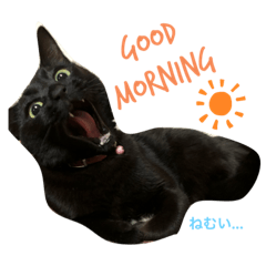 [LINEスタンプ] リアルな黒猫スタンプ