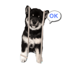 [LINEスタンプ] 黒柴くまちゃん