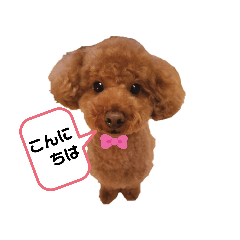 [LINEスタンプ] ハルすたんぷ（トイプードル）
