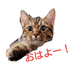 [LINEスタンプ] 愛猫こむぎさん