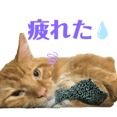[LINEスタンプ] メインクーンのシンバ