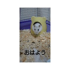 [LINEスタンプ] 可愛いしろちゃん2