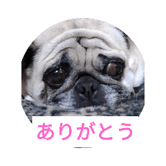 [LINEスタンプ] TOTO's stump6