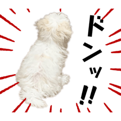 [LINEスタンプ] マルプーのこむぎくん1
