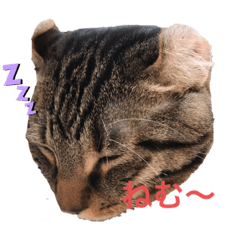 [LINEスタンプ] 我が家のかえでさん
