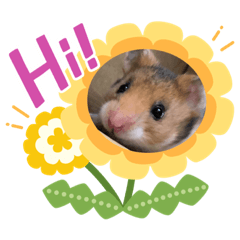 [LINEスタンプ] はむすたーずスタンプ