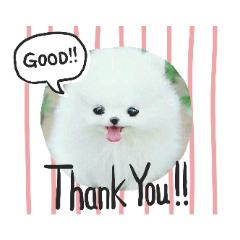 [LINEスタンプ] ポメラニアン(●♡ᴗ♡●)