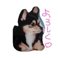 [LINEスタンプ] チャンぷまゆ