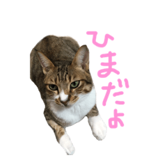 [LINEスタンプ] しらすのスタンプ(日常)