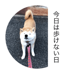 [LINEスタンプ] 散歩嫌いのりくイーヌ