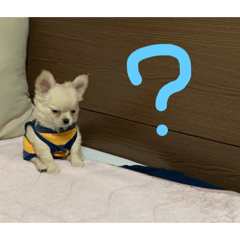 [LINEスタンプ] マシュくんのスタンプ