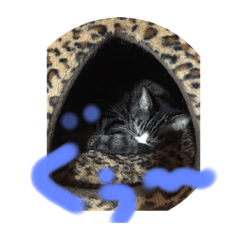 [LINEスタンプ] ニャンニャンニャン2