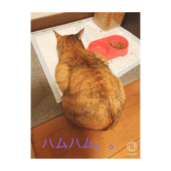 [LINEスタンプ] めめちゃんスタンプ2