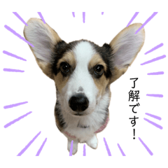 [LINEスタンプ] ちょことらうど
