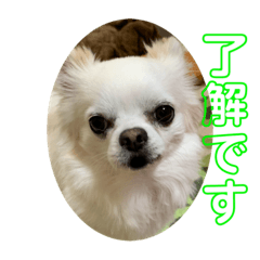 [LINEスタンプ] チワっぴ2