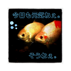 [LINEスタンプ] シマヒロのスタンプ