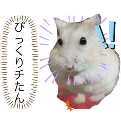 うちのポポちゃん