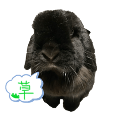 [LINEスタンプ] うちの黒ウサギ