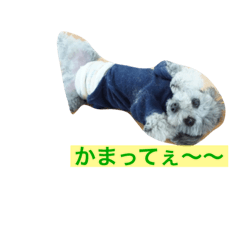 [LINEスタンプ] CORON-CHEESE
