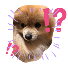 [LINEスタンプ] ポメくん111