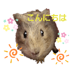 [LINEスタンプ] かわいい家族-cute family-