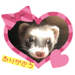 [LINEスタンプ] フェレットのフェっちゃん