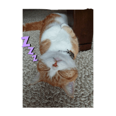 [LINEスタンプ] Good night by cat