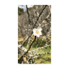 [LINEスタンプ] 綺麗な花のスタンプ