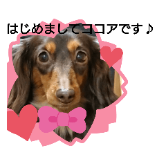 [LINEスタンプ] ココアっち♪