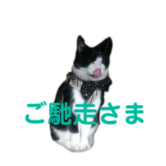 [LINEスタンプ] ミーちゃんのスタンプpart1