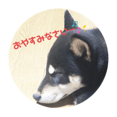 [LINEスタンプ] 黒柴のサスケくん♡