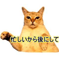 [LINEスタンプ] 猫写真スタンプPart1