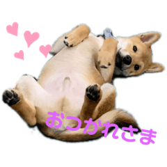 [LINEスタンプ] 柴犬 がんも