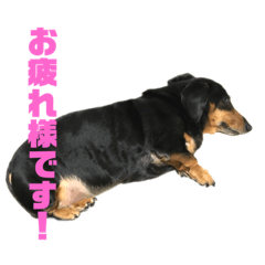 [LINEスタンプ] ぶーぶーけん
