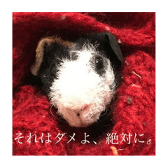 [LINEスタンプ] スキニーギニアピッグのもじお。