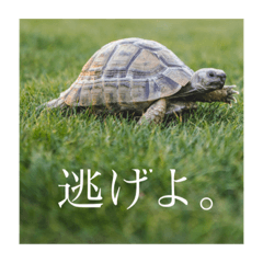 [LINEスタンプ] ギリシャリクガメのかぶ。