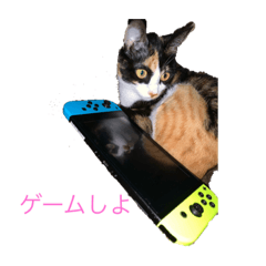 [LINEスタンプ] 猫ですが何か、。