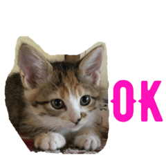 [LINEスタンプ] こねこのミーにゃん2