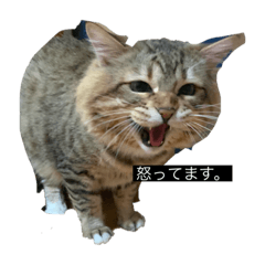 [LINEスタンプ] 私の猫です。