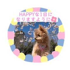 [LINEスタンプ] 愛犬はっぴーのhappyすたんぷ