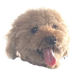 [LINEスタンプ] きゃっぷ