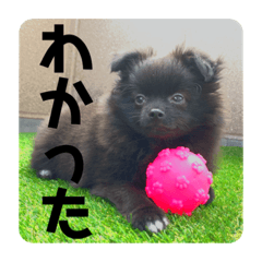 [LINEスタンプ] かぶのスタンプ〜写真編〜
