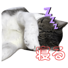 [LINEスタンプ] 8キロのゴン太